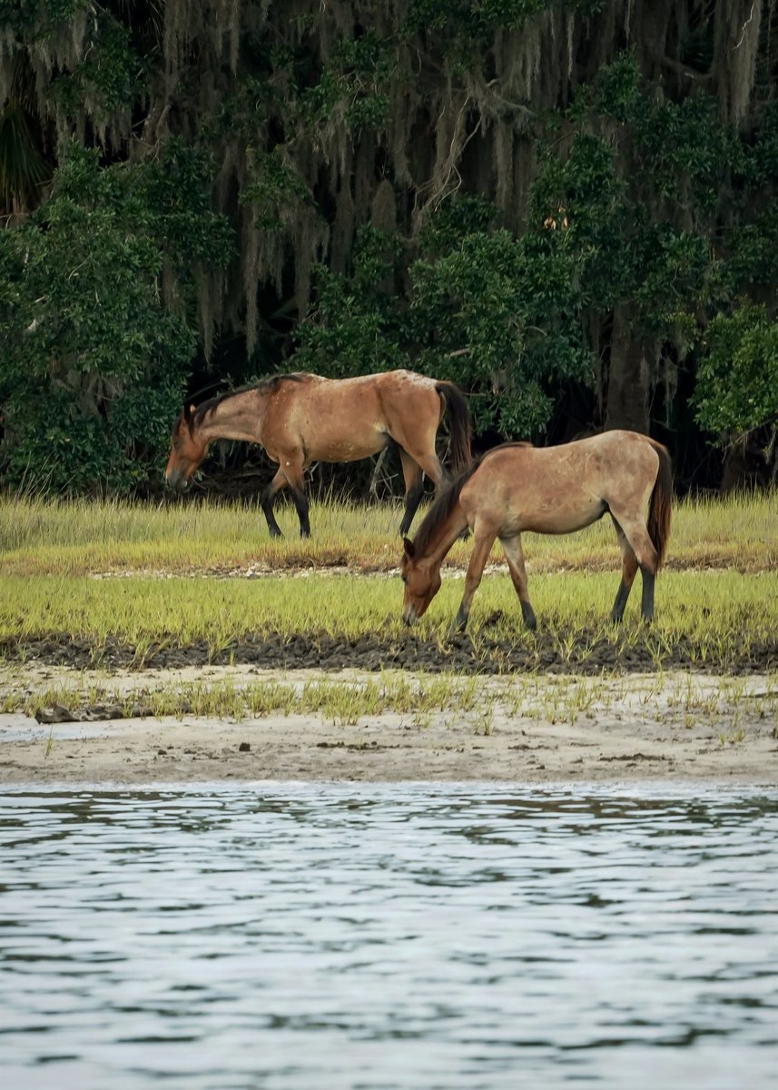 Always an Adventure Cruising in the Boat around Cumberland Island! Seeing the Wild Horses is Always Exciting!

#Horse #WildHorses #CumberlandIsland #Saturday