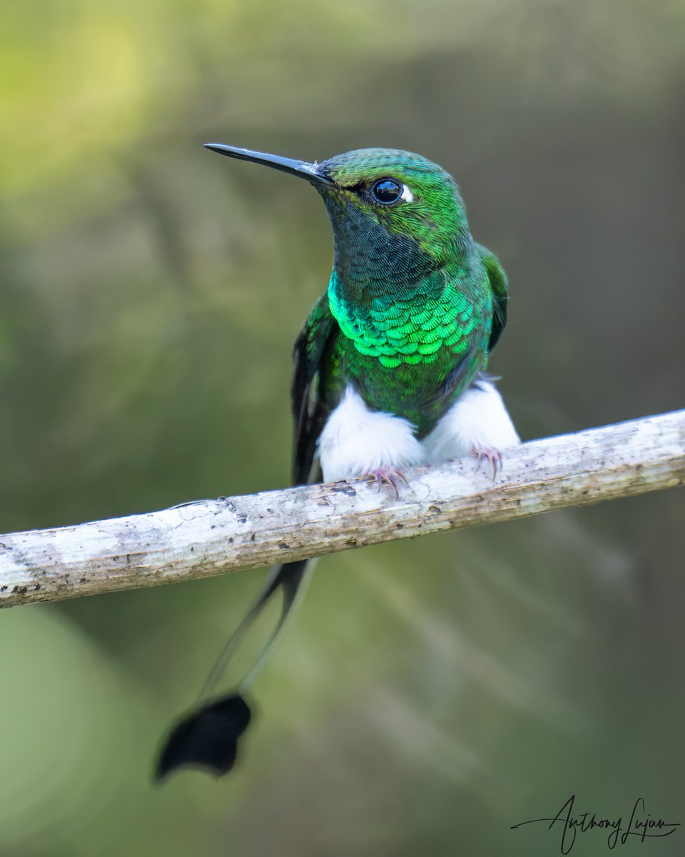 The male white-booted racket-tails are 4.3 to 5.9 inches long including the 2.8 to 3.1 inch long outer tail feathers, and weigh 0.088 to 0.095 oz. A very tiny but long hummer! 
Colombia March 2022
Sony A1 - Sony 600mm

#Bootedrackettail #Rackettail #whitebootedrackettail #hum...