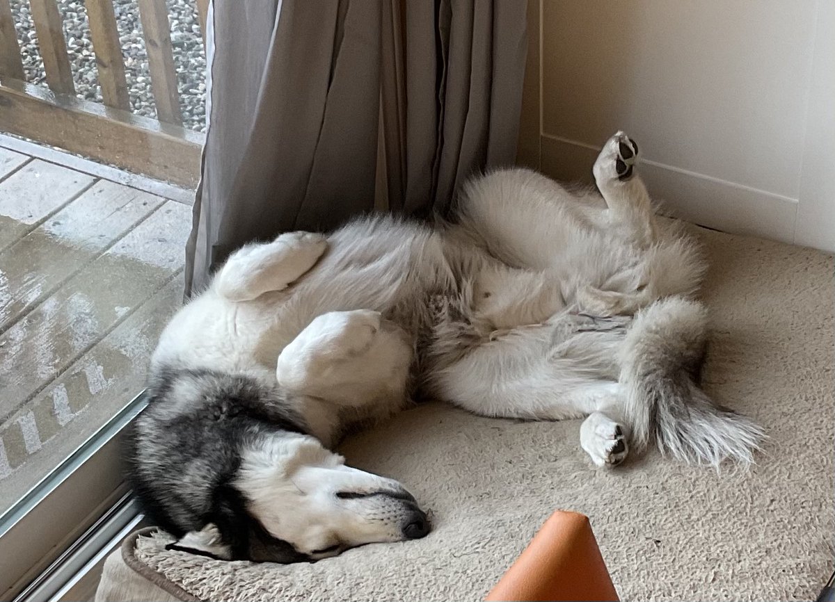 HuskyToTheMax's tweet photo. I approves dis message. https://t.co/LhxuwLrlI9