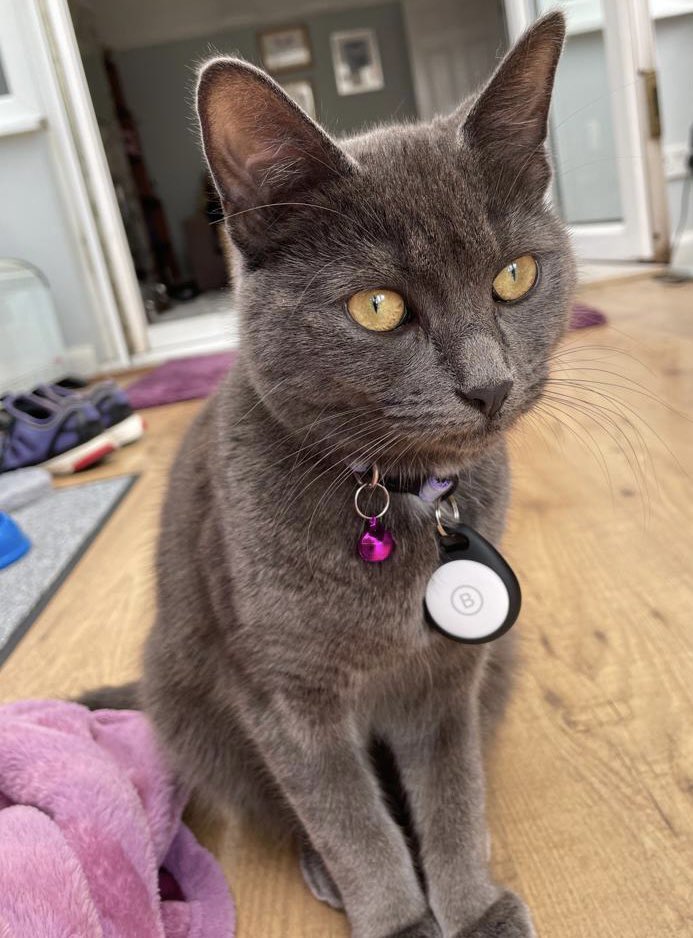 booandhoney's tweet photo. I am so pretty. RT if you agree 🤣❤️ https://t.co/ZBoQbvftto