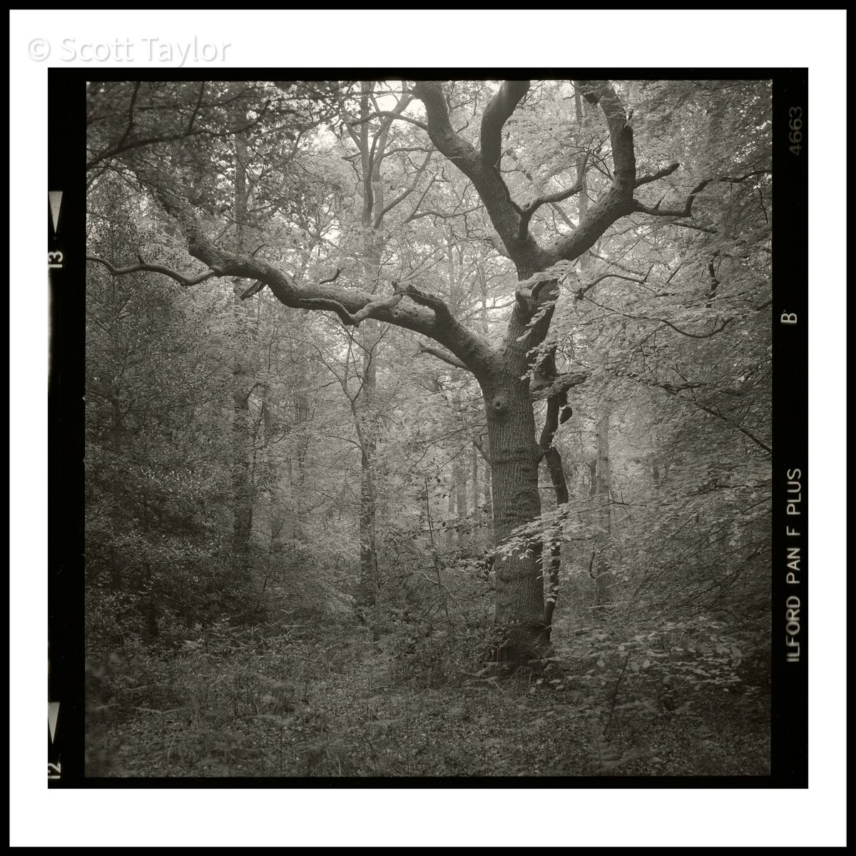 analoguescott's tweet photo. Oak, Hodgemoor Wood
📷 Hasselblad 500 C/M
🎞 Ilford Pan F Plus
🧪 Ilford DD-X @ILFORDPhoto https://t.co/1S65Ike2Cv
