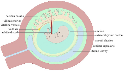 AJOG_thegray's tweet image. Images in Obstetrics &amp;amp; Gynecology:  Human embryo at 10 weeks’ gestation ow.ly/9RrP50Jvjas