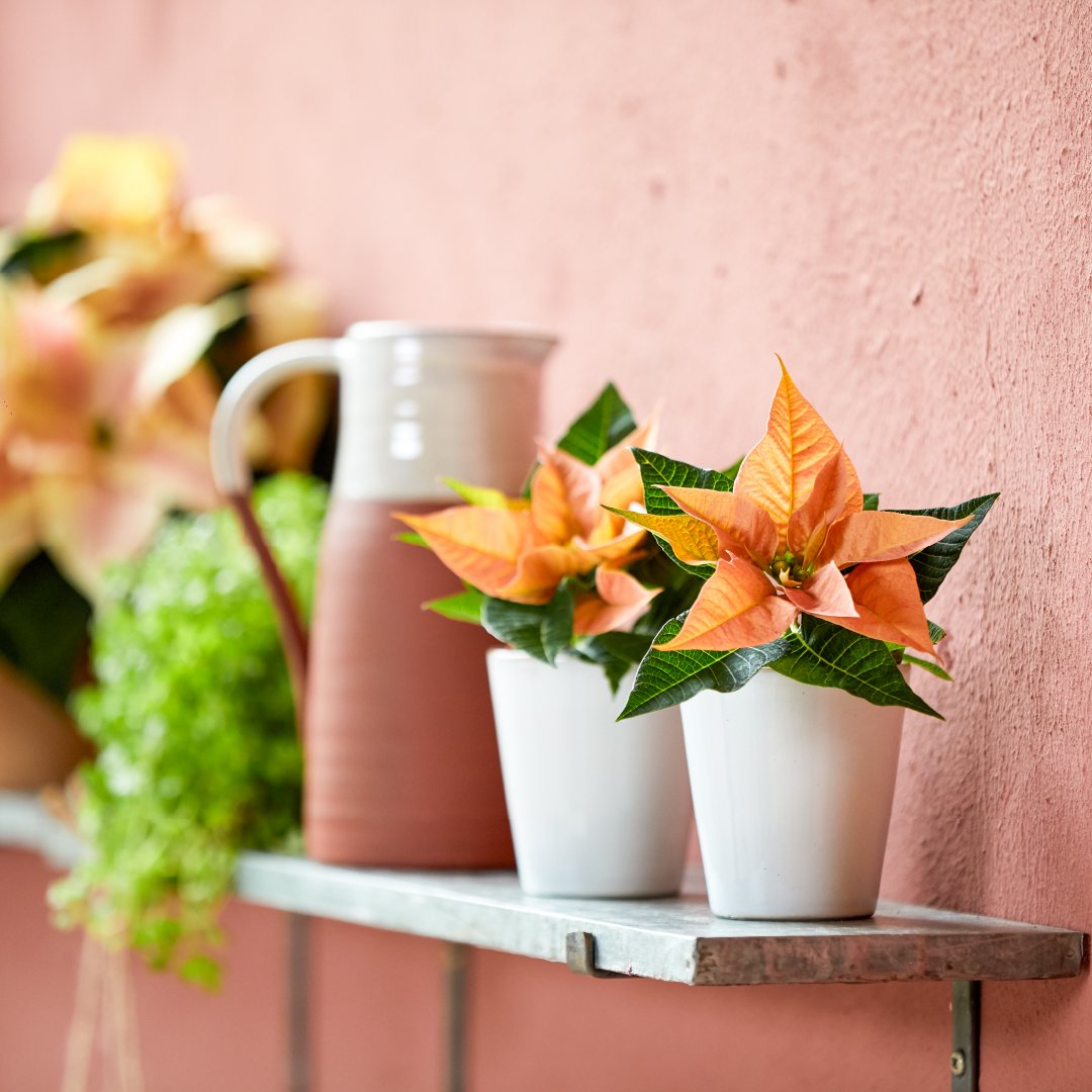 Pullposition's tweet image. Deze maand starten we weer met de voorbereidingen voor één van onze grotere projecten: Stars for Europe. ⭐ Voor deze internationale campagne gaan we aan de slag met (online) communicatie, media aandacht, evenementen, enz.
Op naar jaar 2 van deze grote, unieke campagne! 💪