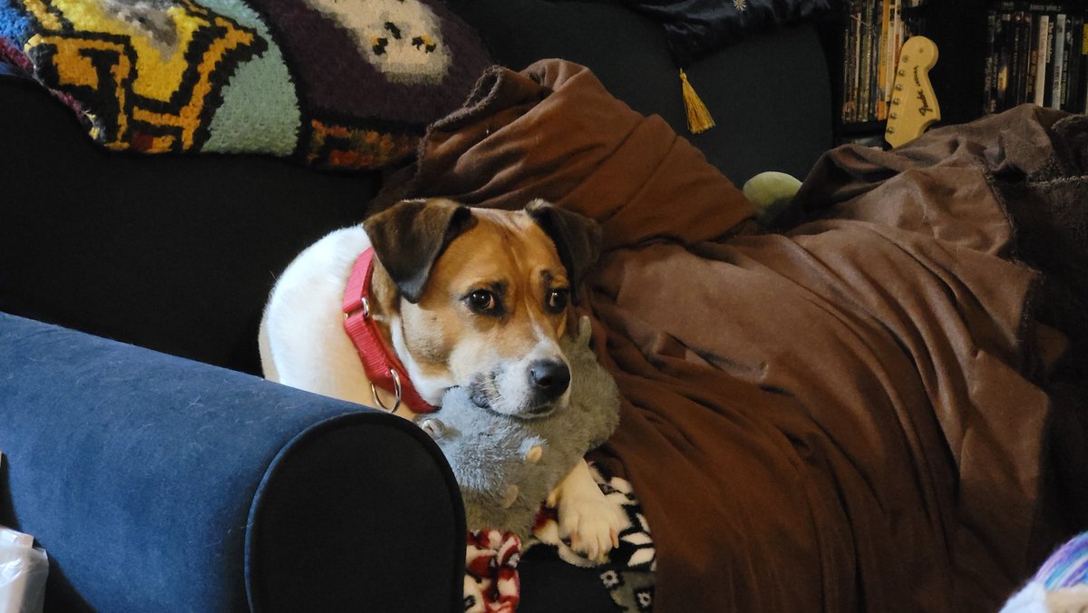 Has blanket and hippo, ready for nap time! #cuddlepup #dogsoftwitter #RescueDogs #notspoiledatall