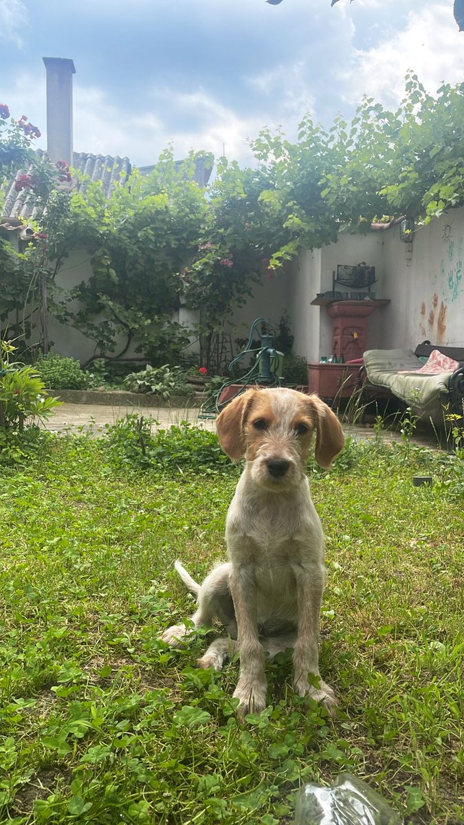 Uzmite me vidite kako sam lep. Muško štene pokupljeno sa ulice. Traži dom.