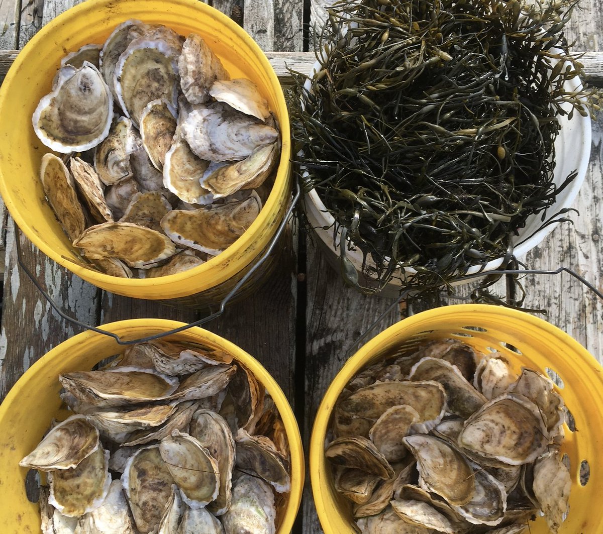 * ANNOUNCEMENT * We are hiring multiple positions (MS, PhD, postdoc, professional) to work on the intersectionality of community-based fisheries and seafood systems in the United States. Those with diverse expertise / backgrounds are encouraged to apply. bit.ly/3O7I2bs