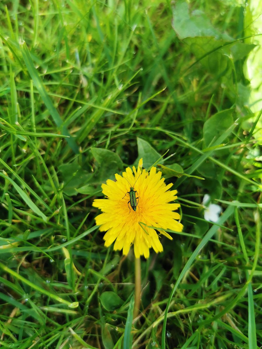 MameSuey's tweet photo. 30 days wild challenge 
" we are going on a bug hunt "  @LittledeanSch https://t.co/X46qWnSYk9