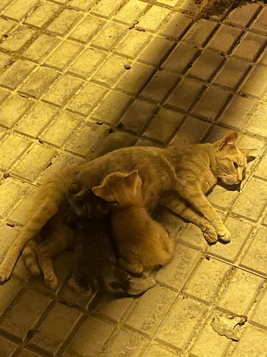 milo1borges's tweet photo. [PARA #ADOTAR #URGENTE]. Esta gatinha de rua teve 2 bebés incríveis. Uma é amarela como a mãe e a outra é mais escura. Ambas muito espertas e com muita energia. 

Urgente. Os vizinhos têm cães soltos que atacam os gatinhos. https://t.co/d6j40ut8jO