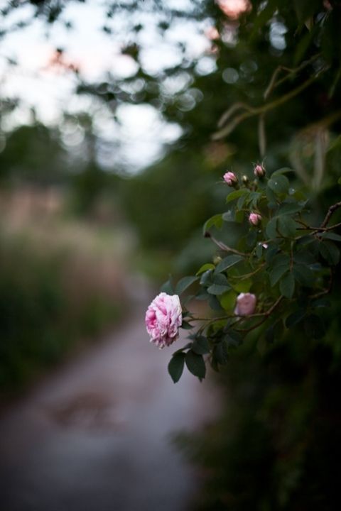 HossainNilofar's tweet image. Memories, 
soft, fragile 
and vulnerable 
to erasure.

Ilva Beretta Photography