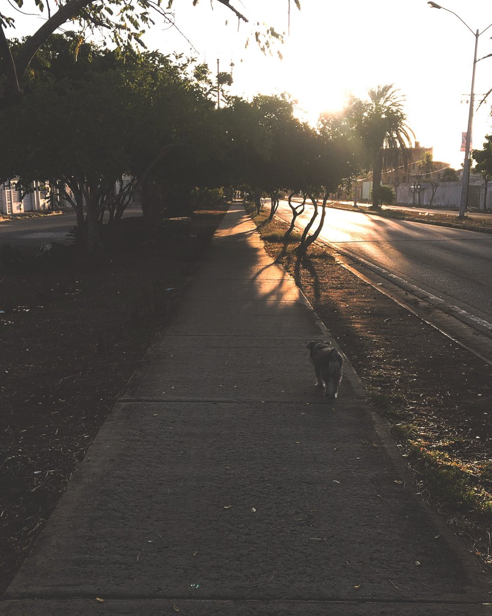dycf's tweet image. La sensación de caminar las calles de mi isla con mi compañero de rutas.