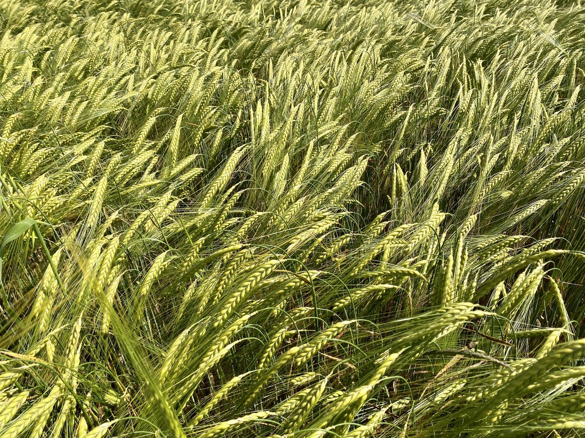 This is why I opted against the mountains today, but for a walk through fields. #SummerVibes