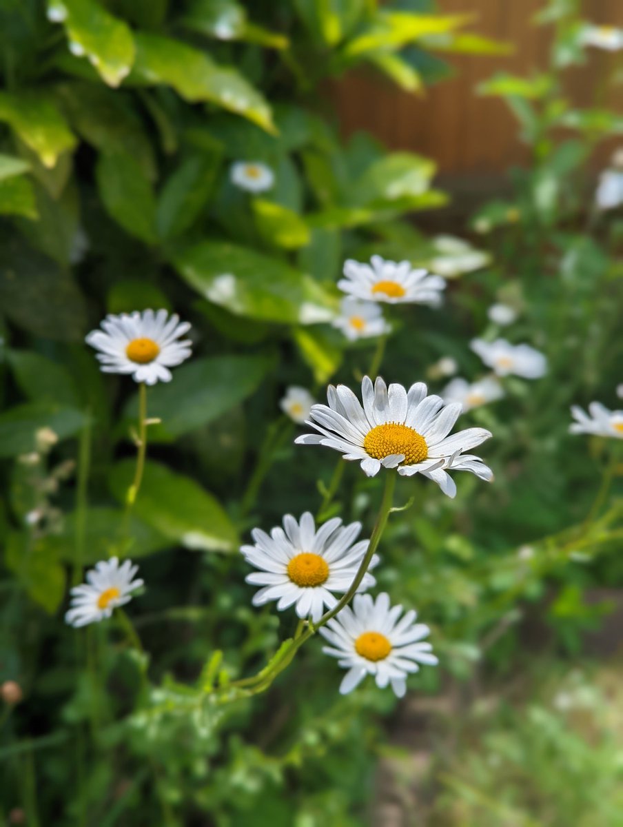 Good morning/afternoon guys 😊

I hope you're having a wonderful start to your weekend! ☀️

Here's a few more snaps from my garden 🌺🌸🌼

Sending big bear hugs to anyone who needs them ❤️

#HugsWelcome
#SmileLikeYouMeanIt