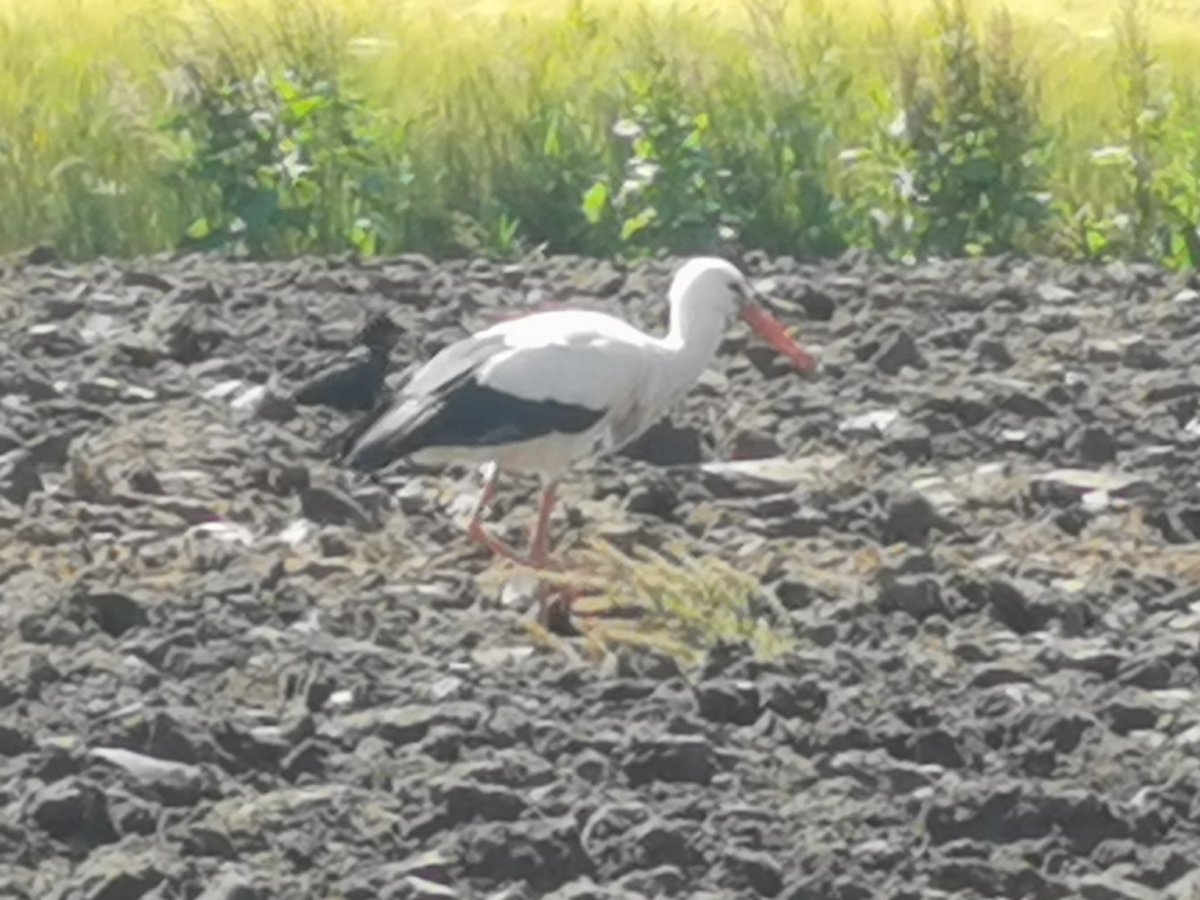 Wir hatten Storchenbesuch. Zum Schluss waren es drei Störche