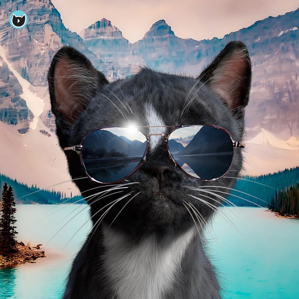 FeliniRocks's tweet photo. Hello, Gorgeous! Where are you going this #weekend? 
#caturday #lolpets #cats #kitty #catlovers #cool #CatsOfTwitter adorable https://t.co/Eu1j6o5n4M
