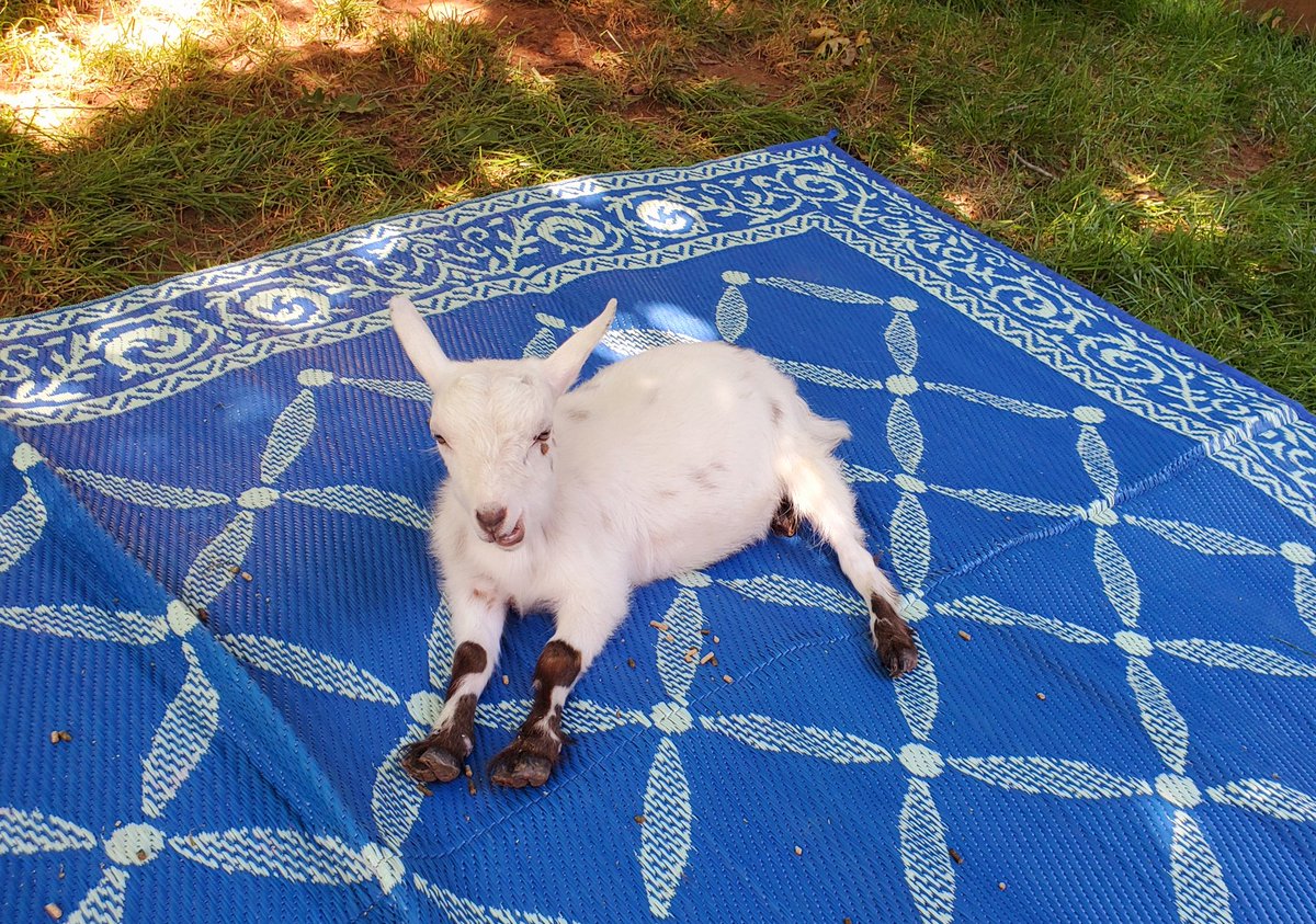 An applause for the hardest working goat, Tito 🙃.