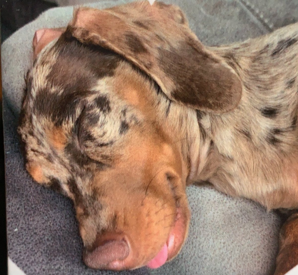 PickleCoco's tweet photo. Dreaming about dinner time, can’t almost taste it 👅 😴 https://t.co/gEVpWNYLLh