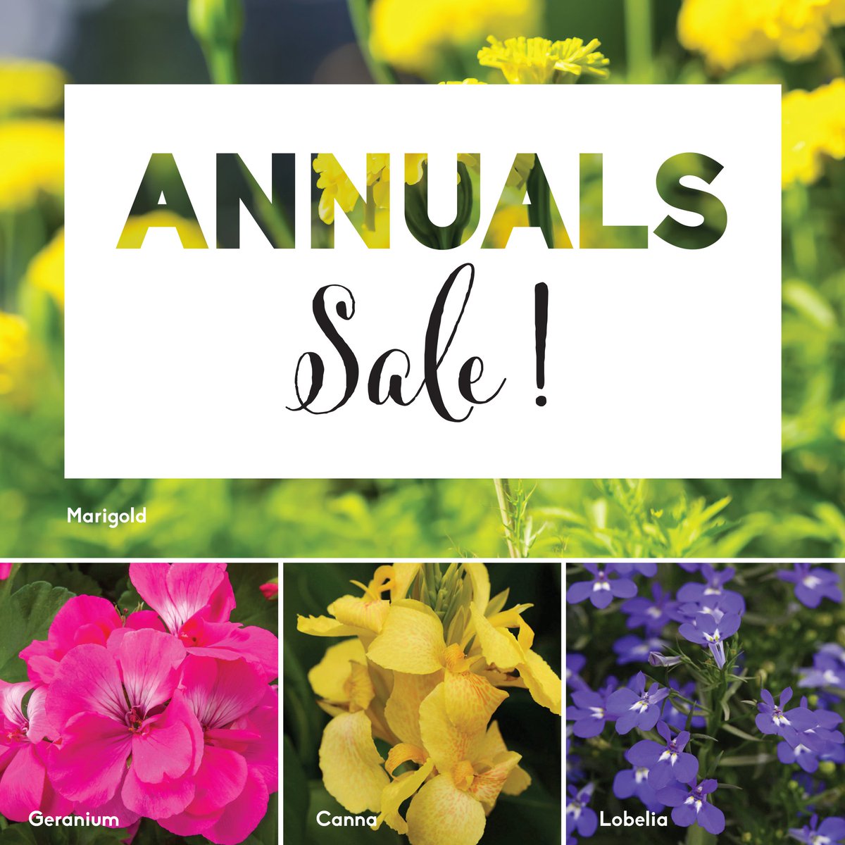 Need to top up your pots or fill in some bare spots in your garden beds? We’ve got great prices on annuals to bring your garden or patio alive with colour! Shop online bit.ly/3trdaLa or in-store!