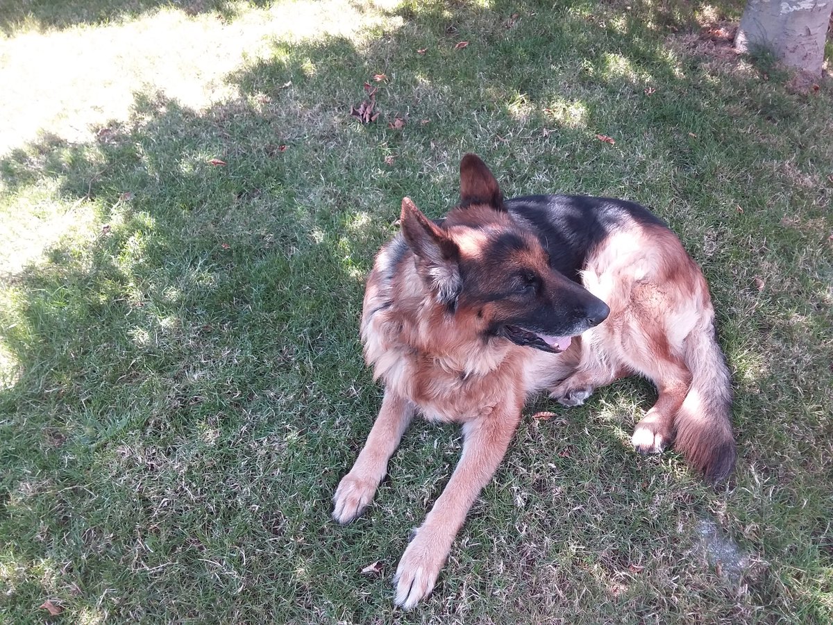 Flipper (@fliper63411443) on Twitter photo 