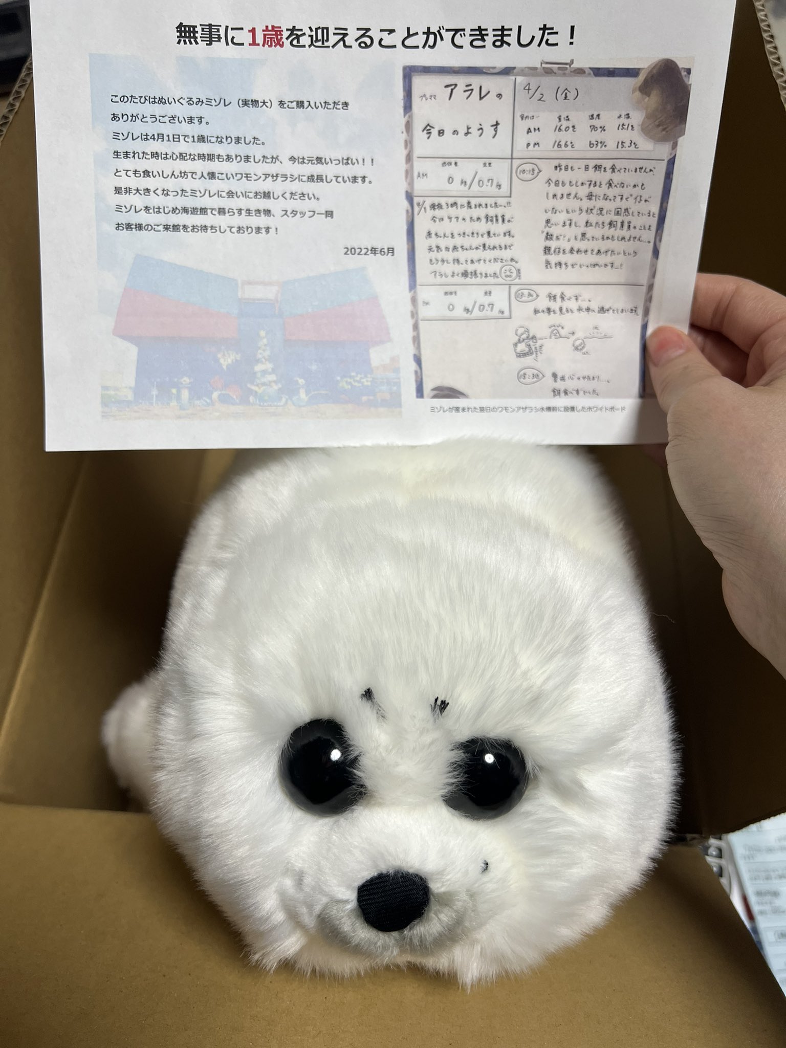 ◇未使用◇海遊館 アザラシ ミゾレ ぬいぐるみ 実物大◇約55 ◇未使用◇海遊館 アザラシ ミゾレ ぬいぐるみ 実物大◇約55