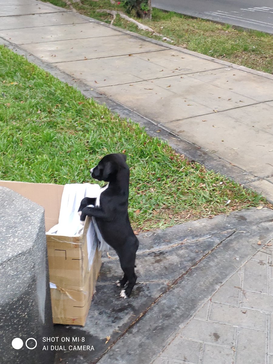 Taniarosas628's tweet photo. Hola, les pido su ayuda para difundir, hoy abandonaron a una cachorrita de unos 3 meses en el parque El Cabildo en Surco. Me pueden escribir   para adoptarla, por el momento un vecino la cuida, pero no puede tenerla. @rescate_sos por favor, ayúdenme a difundir. https://t.co/4T5G0wqLUz