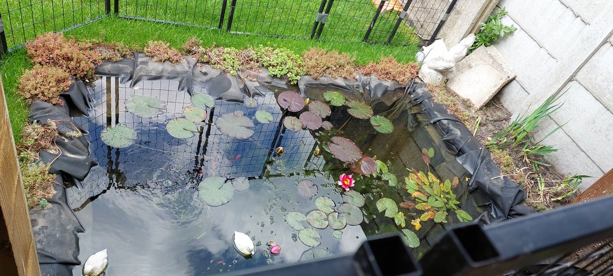 RockingRamona's tweet photo. Ik zeg niet snel dat ik #trots ben op mezelf, maar nu ben ik echt teeeeeeering trots op wat ik met de #tuin heb gedaan! Tegels eruit, tuinhuis gesloopt, vijver verplaatst, vlonder geplaatst, leibomen en vlinderstruiken gepland. Laat de #libelles, #vogels en #vlinders maar komen! https://t.co/aEPWphQZq3