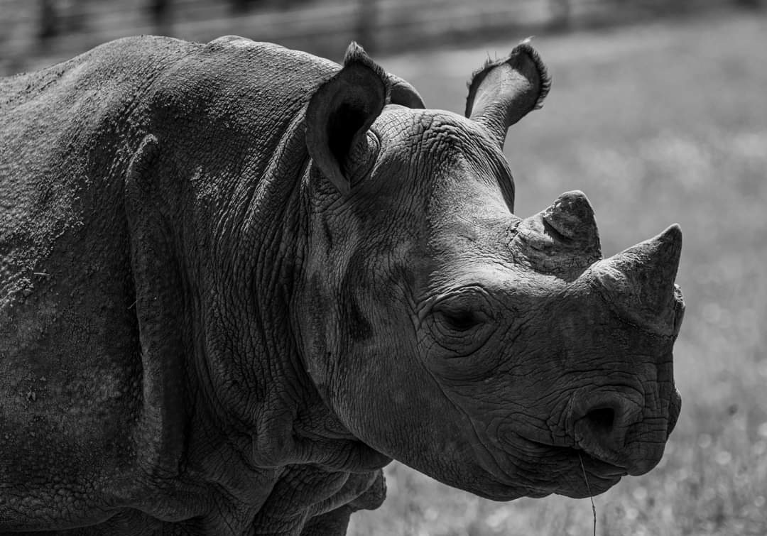 EShearmur's tweet photo. Beautiful Rhino at the Port Lymph reserve #portlymph #Kent #visitKent #wildlife #wildlifephotography #rhino #WWF https://t.co/RbqaNFdF7l