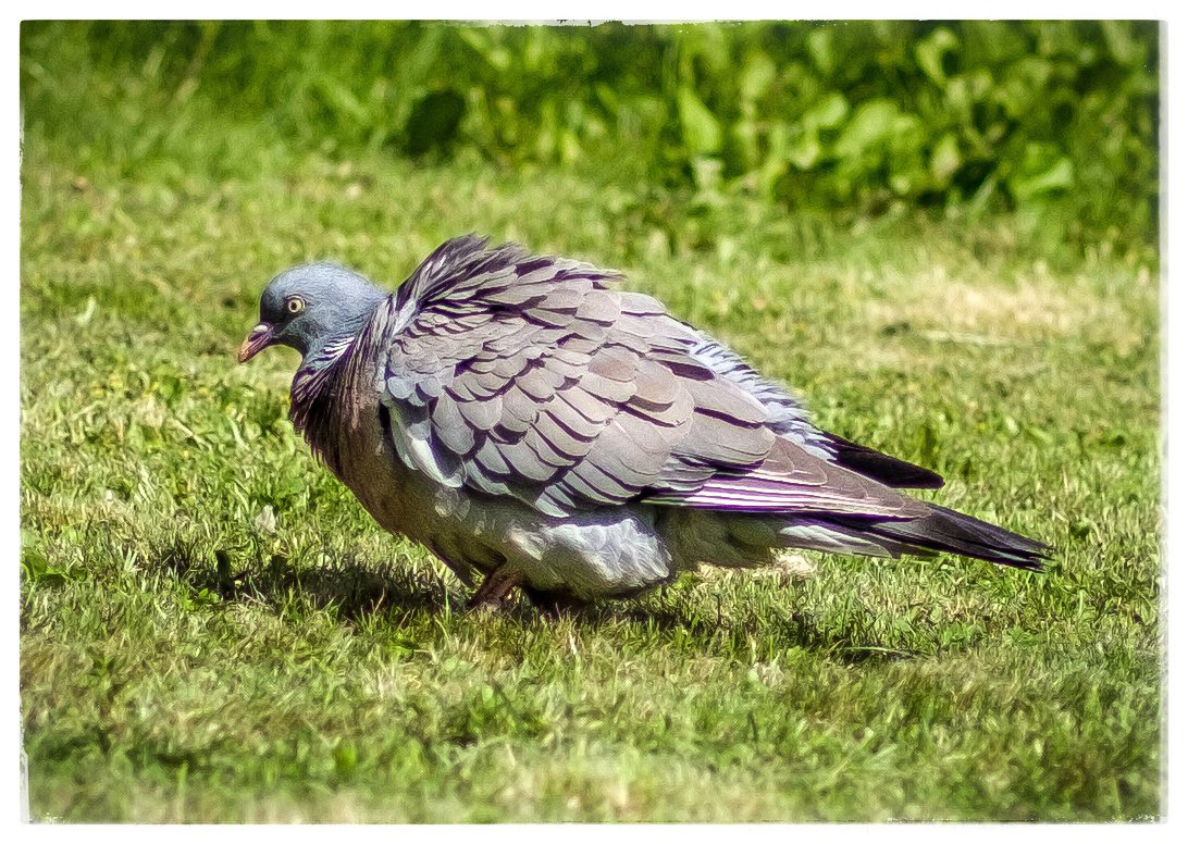This pigeon keeps visiting the garden, we have been putting bird food out for it. I think he’s being taking steroids as well!! #pigeons #pigeonsofinstagram #gardenbirds #gardenbirdsuk #fujifilmxpro2