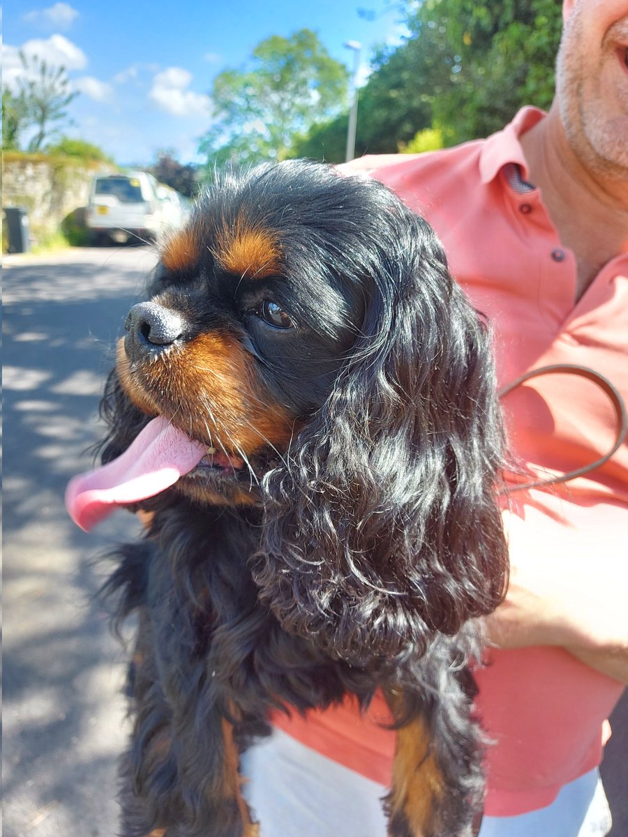 robhammond14's tweet photo. On holiday or visiting #Shaftesbury? Your dog has been located, we @NorthDorsetPol can give you the details of where to reunite with him. Call #101 ask for #PC740 @DogLostUK https://t.co/RqGUtZVr7m