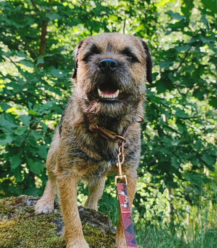 AntCrypto4's tweet photo. 🌳🌿🌱🌲So hot, so green, love June 🌳💚🤎🐶🪴 https://t.co/lgrG46QNUU
