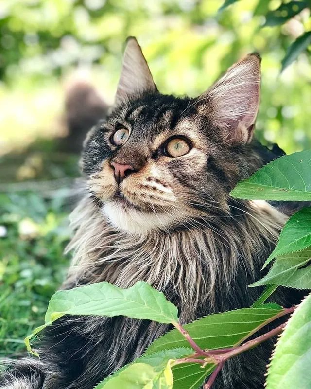 Monty is an outdoor chilling cat, he never goes far away 😻 Credit: curly_tailed_leia
#mainecoonstagram #mainecoonofinstagram #mainecoonstyle #mainecoonsofinsta #mainecooncats #mainecoonoftheday #mainecoonespaña #mainecoonsilver #mainecoongram #mainecoonsofig #mainecoonfuriends