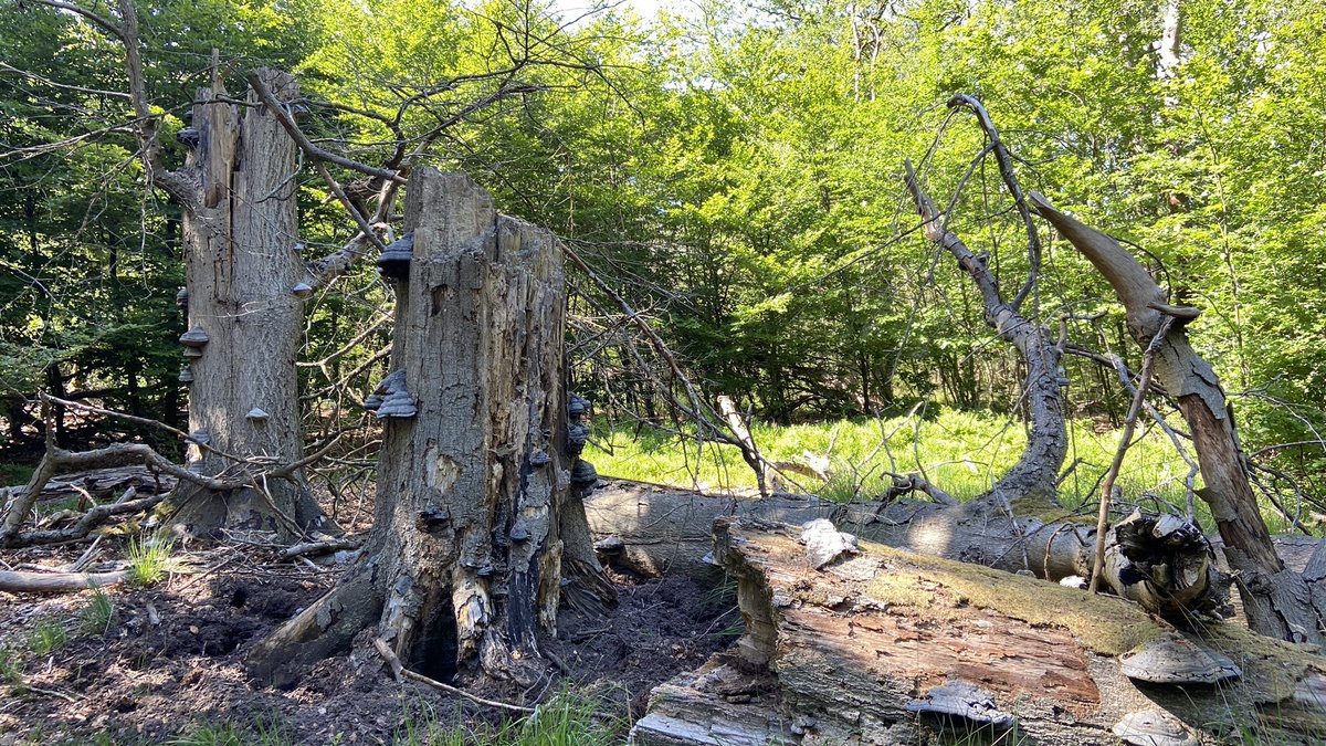 #Doodhout… eigenlijk een rare naam. Het is de basis voor een gezond #bosecosysteem. Haal je het eruit, dan kan een bos niet robuust en gezond blijven. Het voedt de #bodem met #mineralen, creëert licht en nieuwe kansen voor veel soorten. Zoals hier in het #Kroondomein