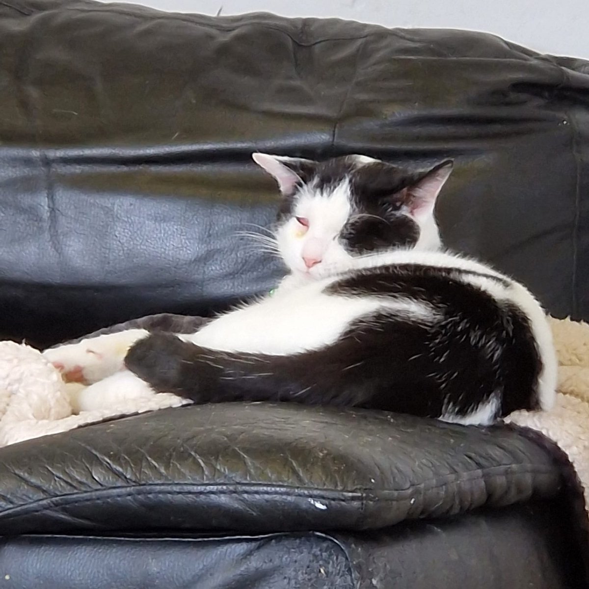County Cat Rescue & Sanctuary (@countycatrescue) / Posts / X