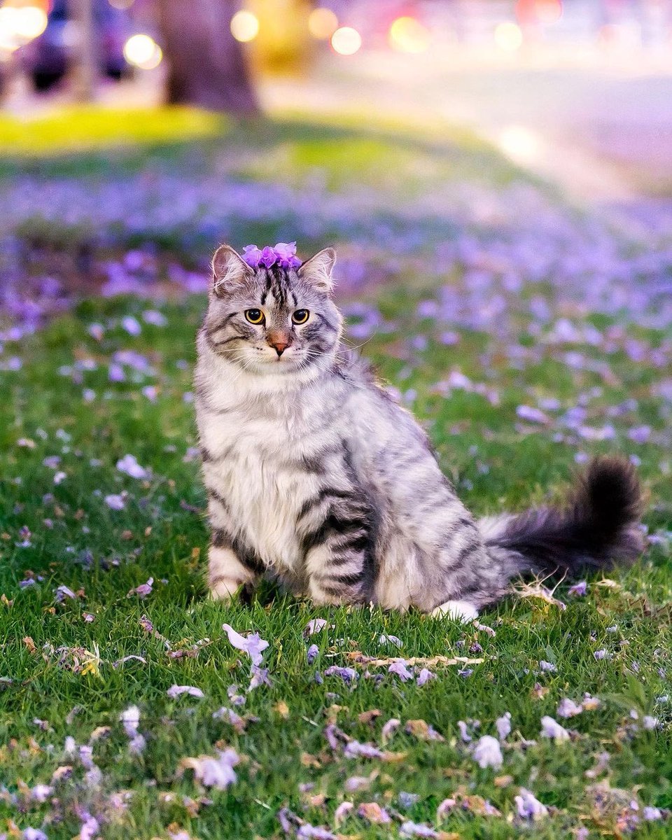 DailyFloofyPics's tweet photo. Because of you 
I laugh a little harder 
cry a little less, and 
smile a lot more 💜

#iloveyou #animallover #bekindtoanimals #Saturday #Caturday #SummerVibes #CatsOfTwitter #PrettyKitty https://t.co/CvM4vIeSj7