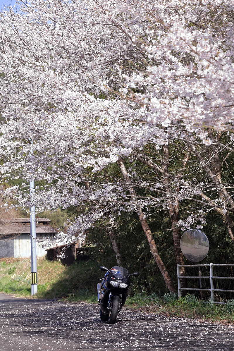 CB400SB_kazu's tweet photo. #顔よ顔デイトナは顔
#triumph
#DaytonaT595
#T595 https://t.co/Ujn2cmmah0