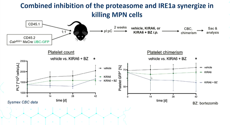 Congress| #EHA2022 Jonas Jutzi, @BrighamHeme discusses the mechanisms by which CALR mut cells alleviate ER stress and how to exploit this. He highlights that disrupted proteasis results in dependency on the IRE1-XPB1 axis of the UPR and proteasome activity #MPN #medicalcongress