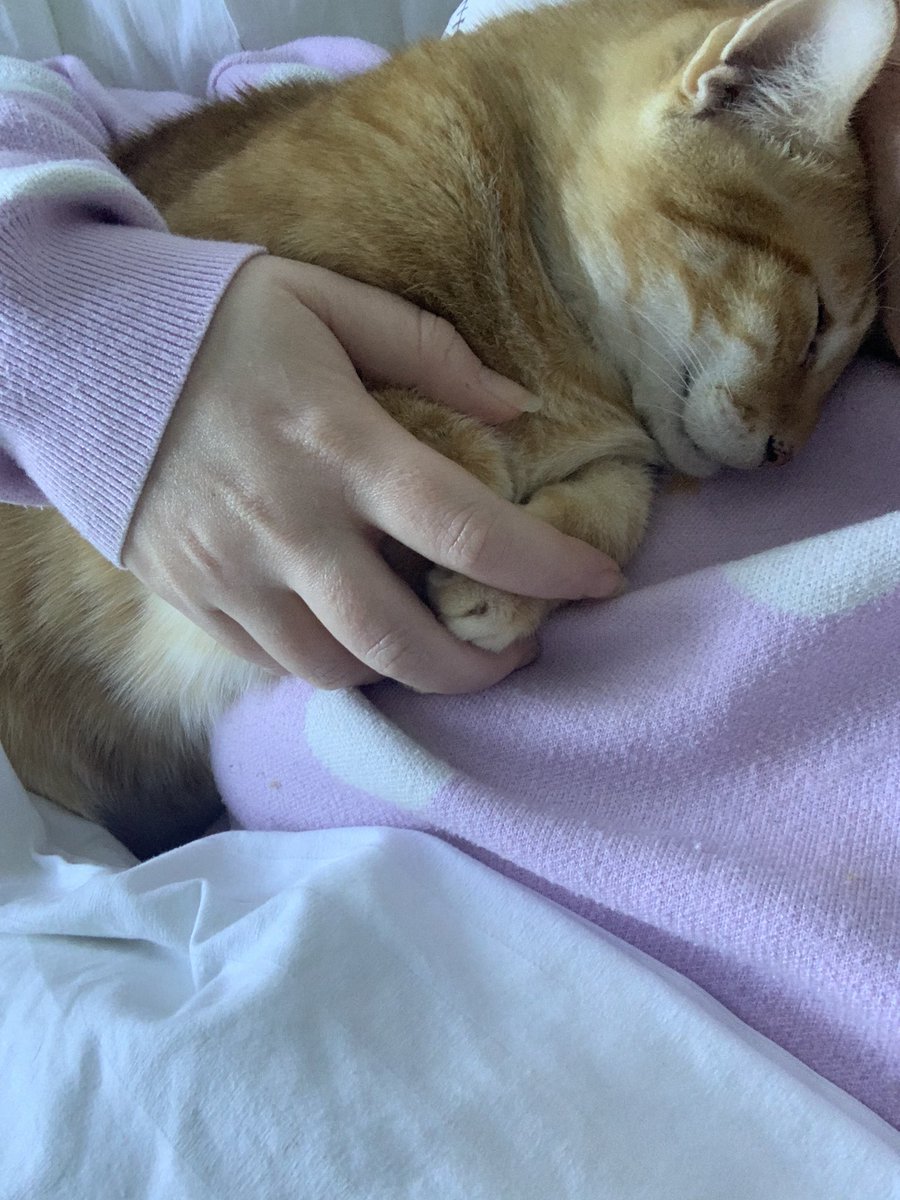 nmonft's tweet photo. @MeowTime_NFT https://t.co/LLusa0TkMv