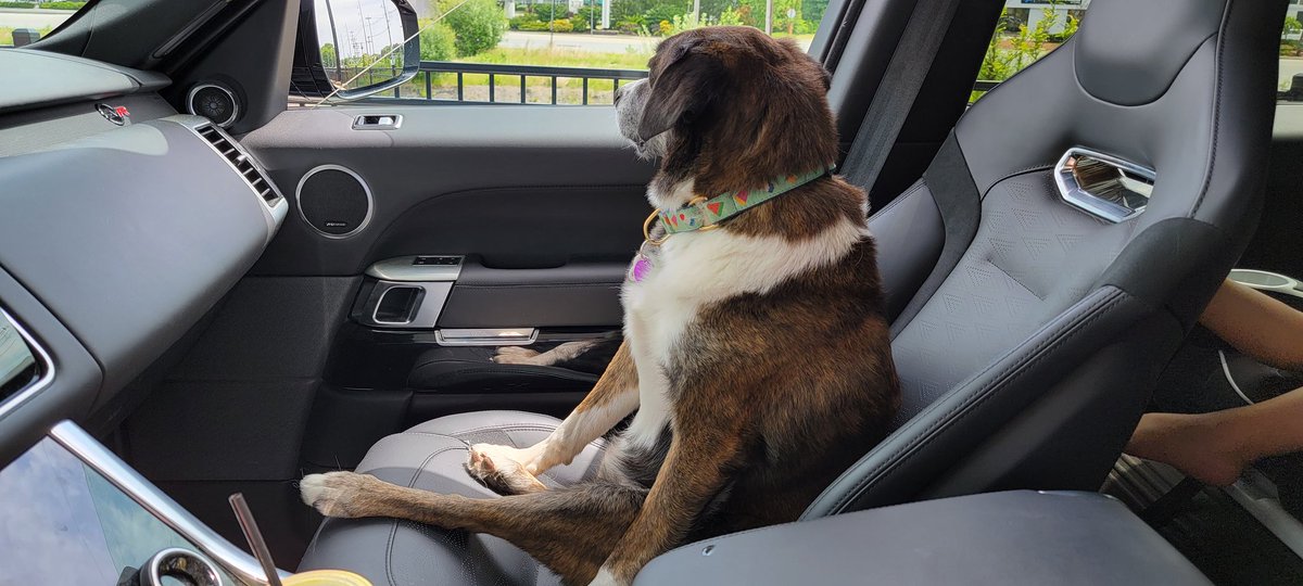 InvestorsLive's tweet photo. They see me rollin' 🐾🚗 Beckett patiently waiting to steal some @ChickfilA from #BabyA2 at @TuscanVillageNH 😂

https://t.co/QFHDoQ7FLc https://t.co/sWFdovbUi9