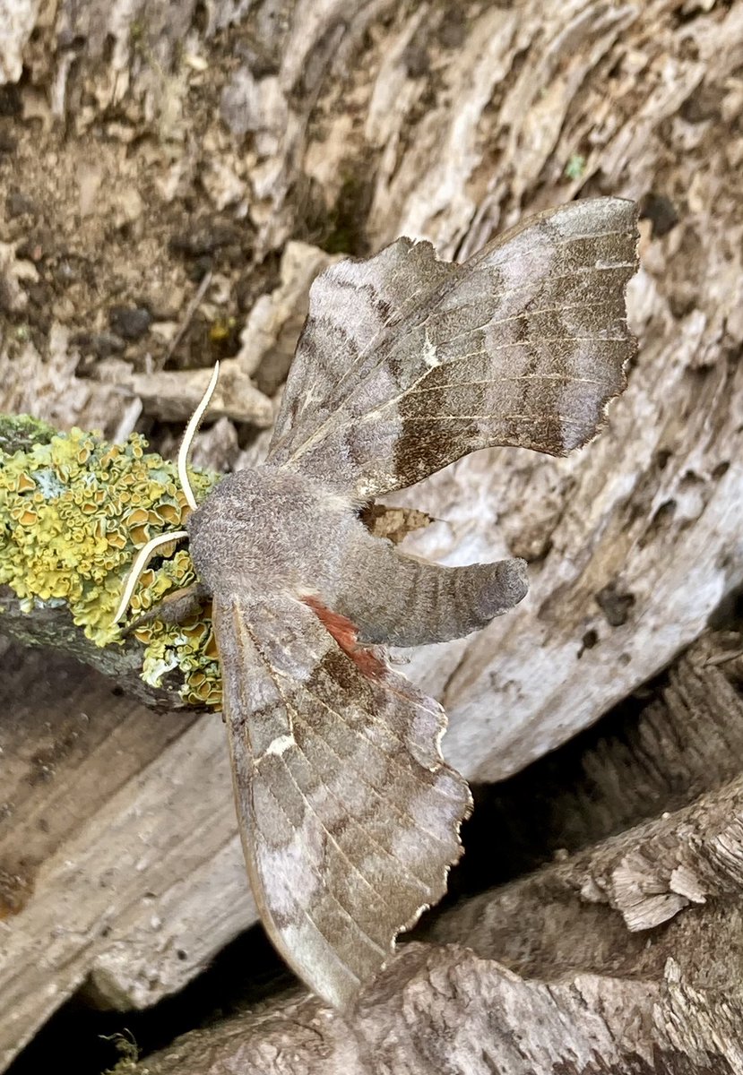 Superb camouflage on this Marbled Brown. Two in my North Duffield garden trap this morning plus a handsome Poplar Hawkmoth @BritishMoths @MOTHIDUK @MothNight @savebutterflies @BC_Yorkshire @LDV_NNR