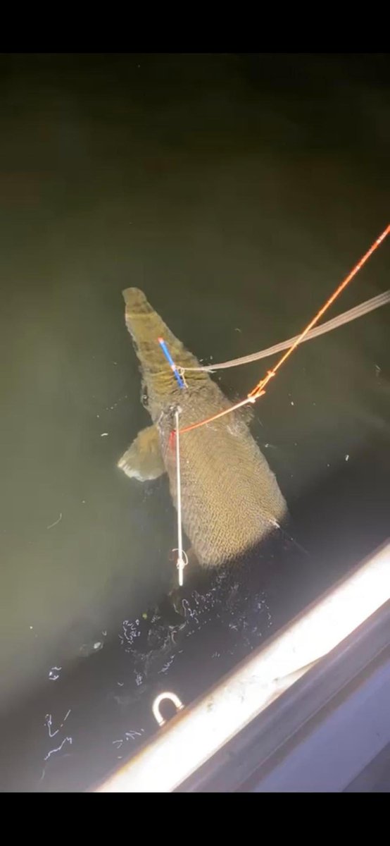 Here we are killing another giant animal; Alligator Gar at 7 feet 8 inches, 276 pounds. bit.ly/3mBhMun

You “went to war” with the animal? The “skill” to shoot/kill a giant log. The big ones should be left alive.

Sure to be glorified in the media soon. SMH