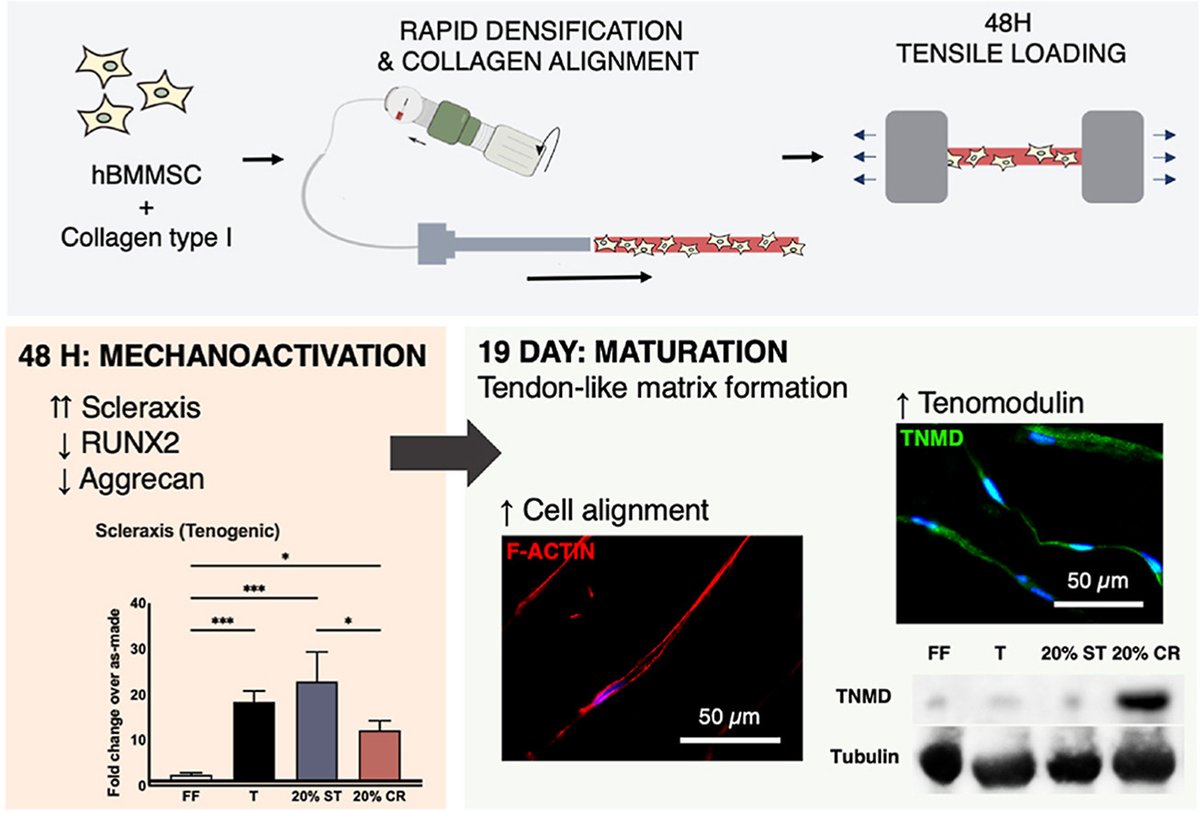 Mesenchymal Cell News (@mesenchymalcell) on Twitter photo Exciting work from the <a href="/rosenzweig_lab/">Rosenzweig Lab</a>!
They demonstrate how the mechanical 👨🔧 activation of human MSCs in aligned dense collagen gels drives tenogenic differentiation. <a href="/hyereepark/">Hyeree Park</a>
bit.ly/3QcxxFr Exciting work from the <a href="/rosenzweig_lab/">Rosenzweig Lab</a>!
They demonstrate how the mechanical 👨🔧 activation of human MSCs in aligned dense collagen gels drives tenogenic differentiation. <a href="/hyereepark/">Hyeree Park</a>
bit.ly/3QcxxFr