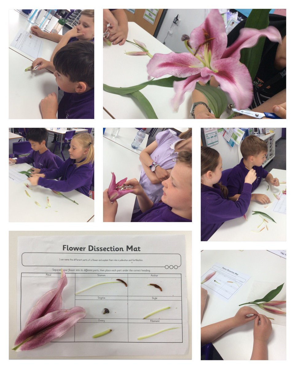 In science this week, the children in year 4 dissected a lily to learn about fertilisation and pollination. #lovetolearn #science #y4