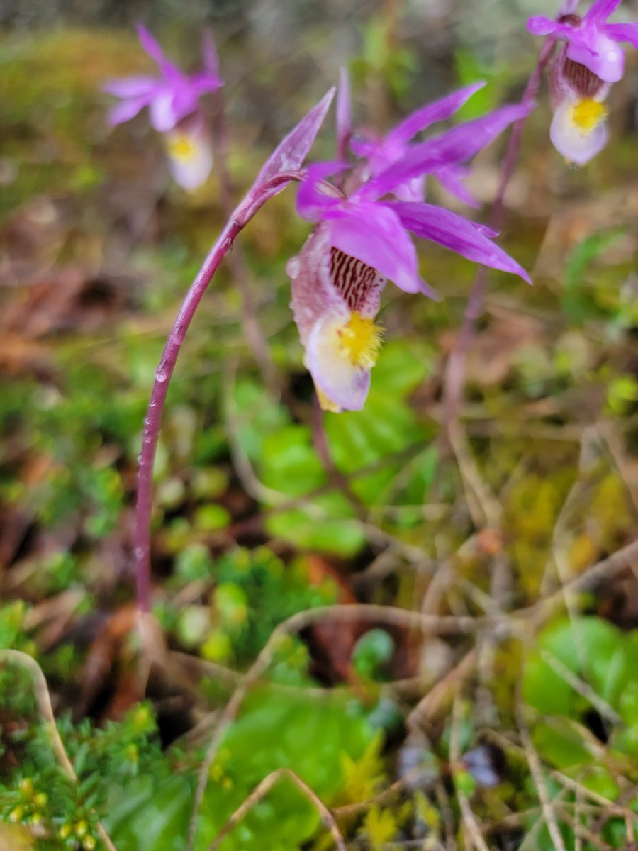 Calypso bulbosa 💜