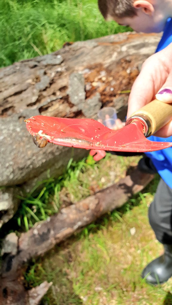 Phoenix Class - Connolly School Campus tweet media