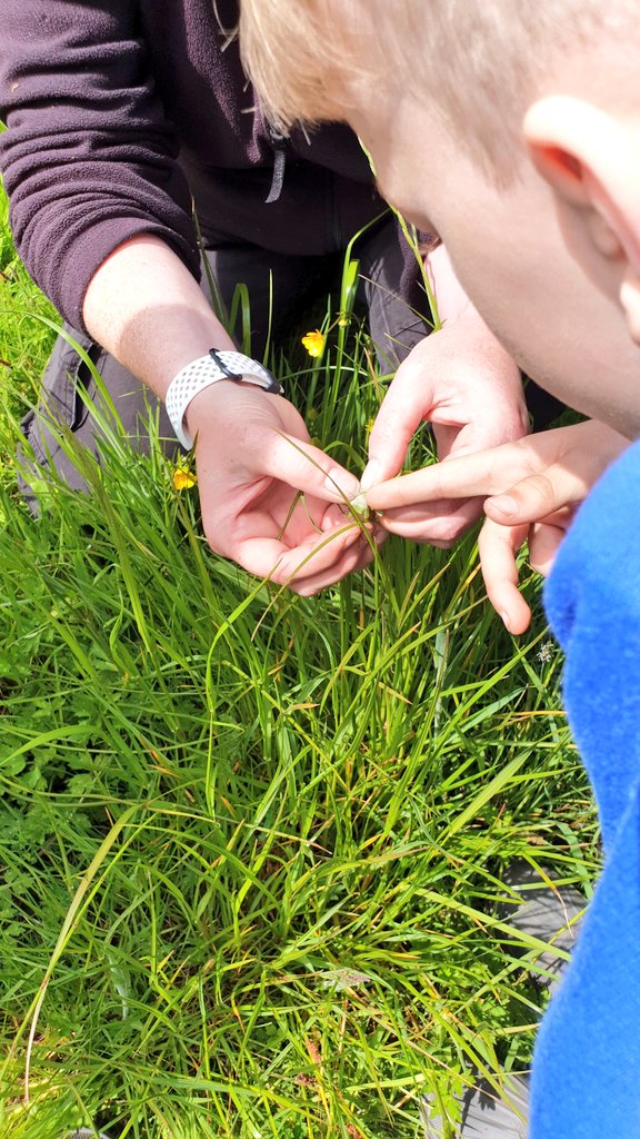 Phoenix Class - Connolly School Campus tweet media