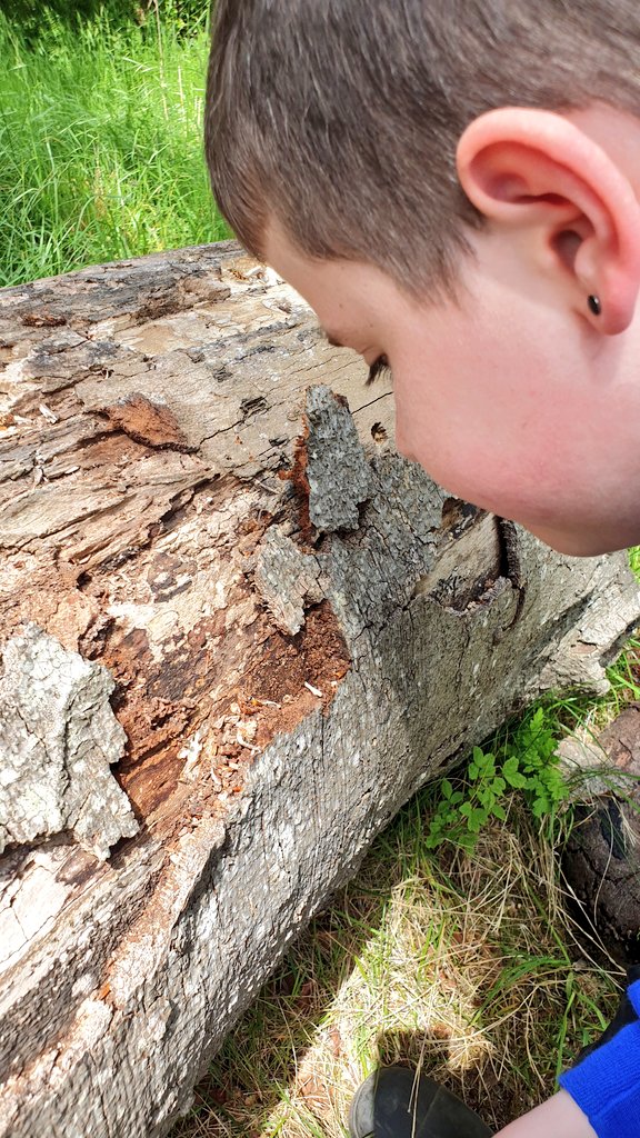 Phoenix Class - Connolly School Campus tweet media