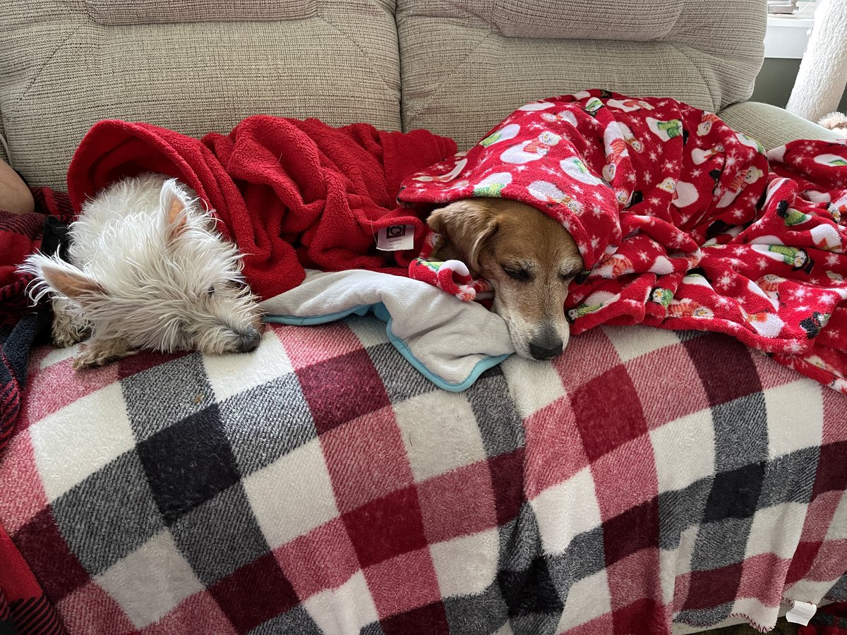 It’s been a traumatic morning. Sneak attack bath! I’ll be wrapped in this blanket and on the heating pad for the rest of the day! #beagling