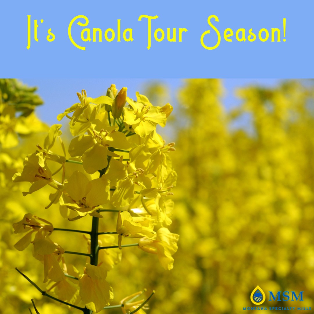 MTSpecialtyMill's tweet photo. #Canola #tour season is here! #PNWCA
will be hosting multiple tours to provide information about Canola. For more info. check their website @ https://t.co/Sb82k35bTt #mtspecialtymills #montanaspecialtymills #msm #agriculture #aglife #ag https://t.co/aOiMHL8IHv