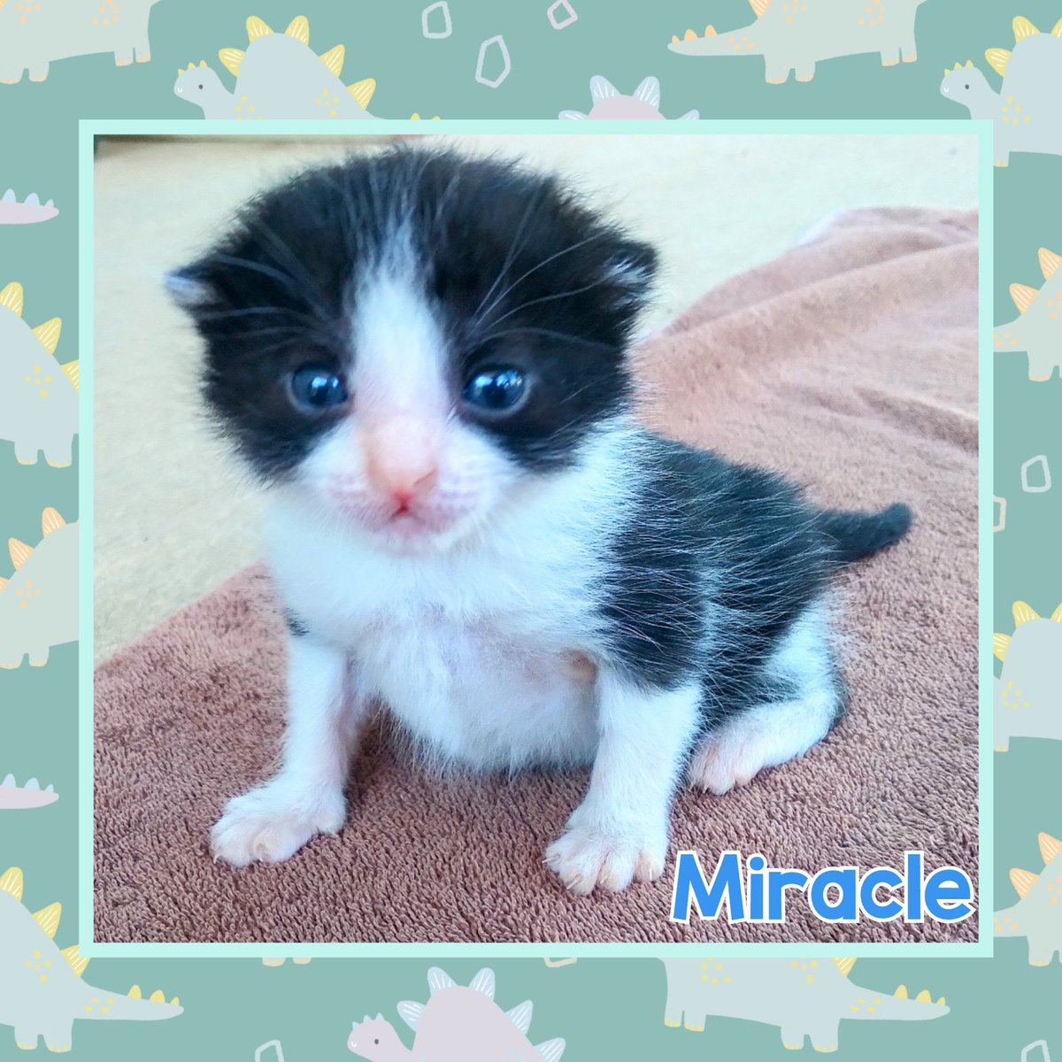 tigerlillyloki's tweet photo. This week Miracle is practicing his standing, taking small steps & balancing! #CatsOfTwitter #kittensoftwitter #kittens #rescuedismyfavoritebreed #tuxedocat #adorableanimals #workingonmybalance #crawling #standing #babysteps #tinyyetfierce #fighter #loved #perfect #Miracle https://t.co/S92jasaups