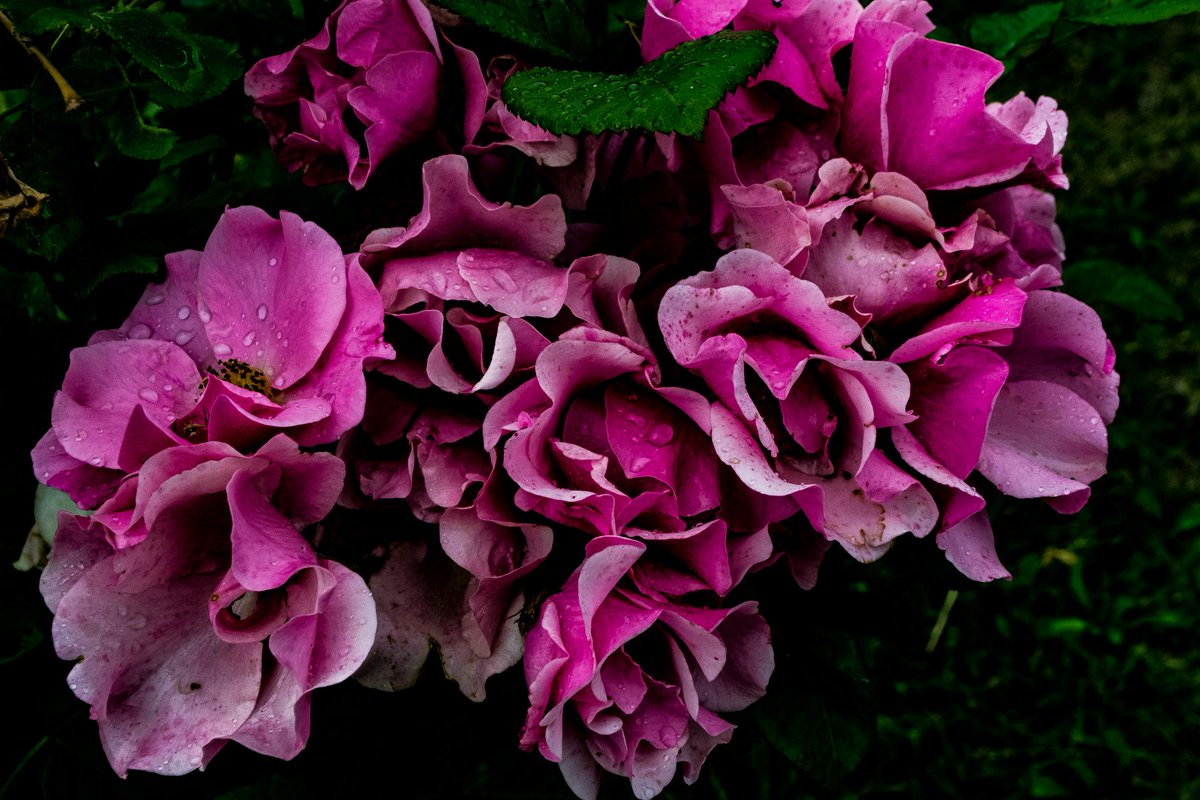 Hi everyone ! Presenting to you my pic of the day ! Hope you guys enjoy it as much as I do 📸

#NatureBeauty #flowerphotography  #Pink #picoftheday  #enjoy #photography #photographyislife #lovemyart #passionate #NFTCommunity #NFTphotographers