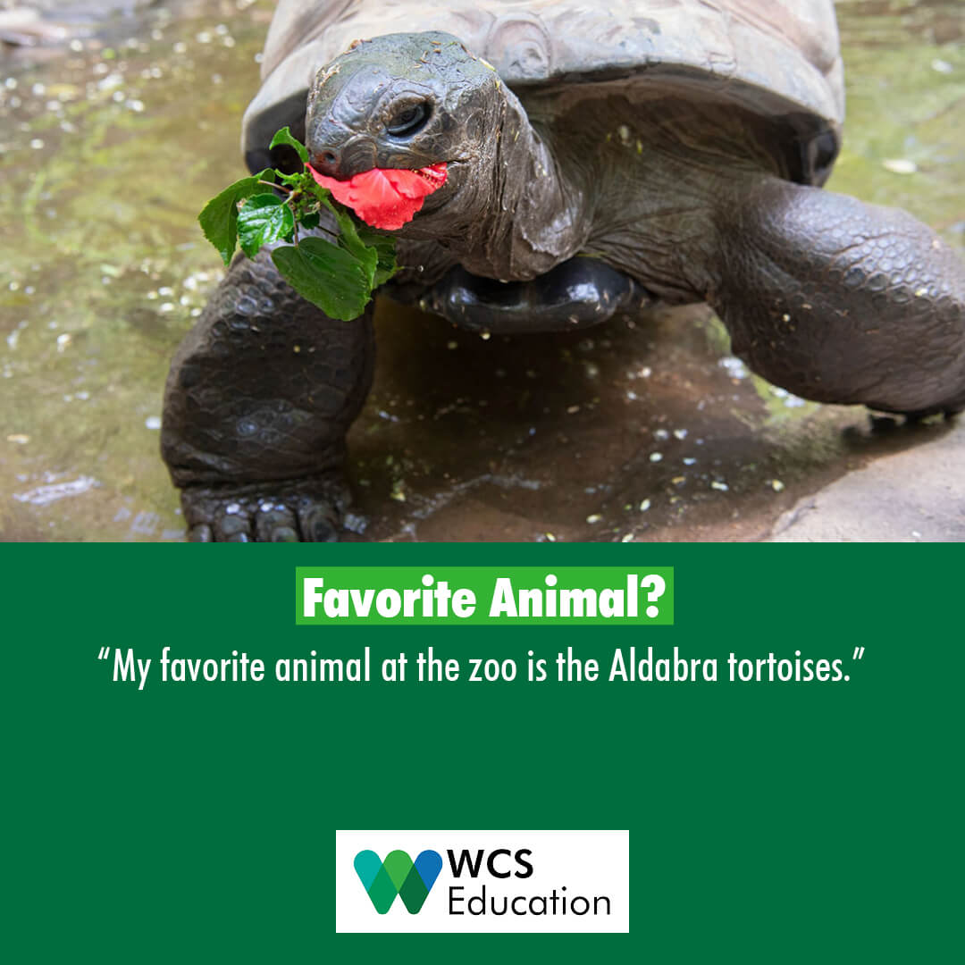 nycPope's tweet photo. BronxMama_com: RT @wcseducation: Meet the Manager of Education Programs @bronxzoo ! Veronica says "I enjoy helping our team of educators grow in their practice."

​#workinginwildlife #wildlife #tortoise #wcseducation #education #workingatwcs #conservatio… https://t.co/u4x3DvdR87